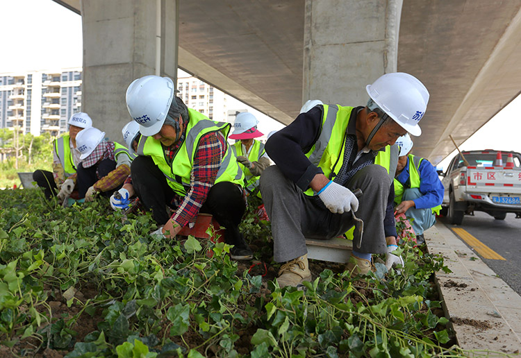 8、東環(huán)路高架下常春藤種植中.JPG
